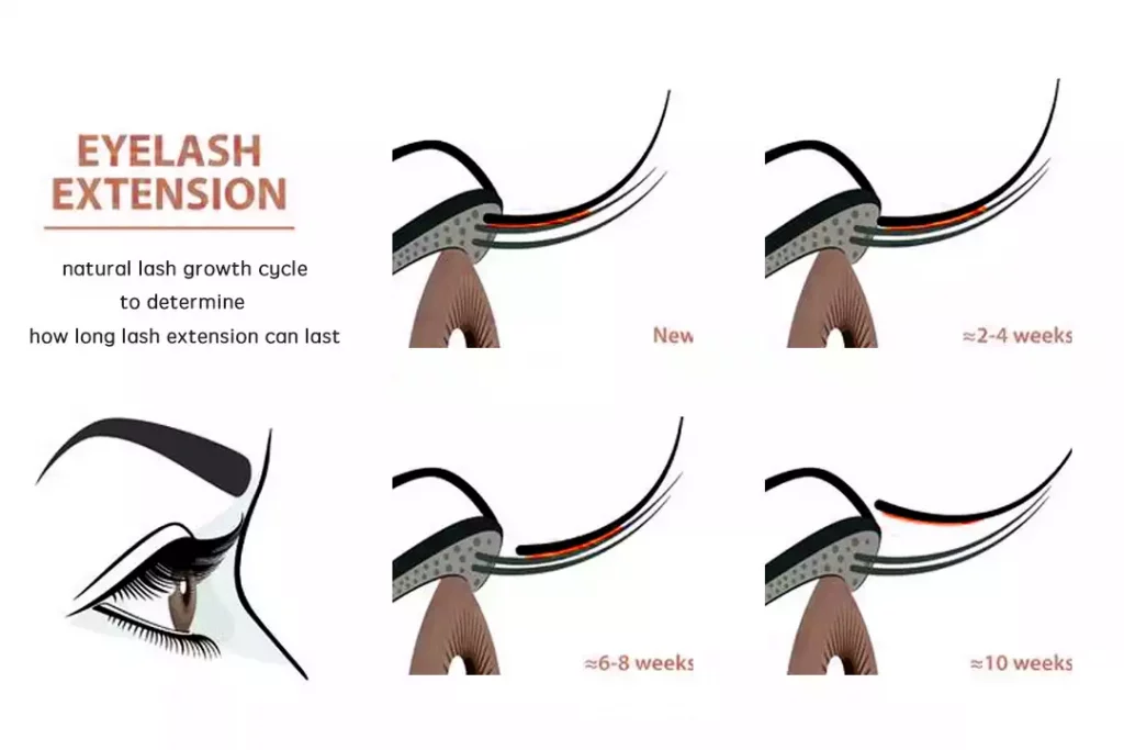 lash growth cycle