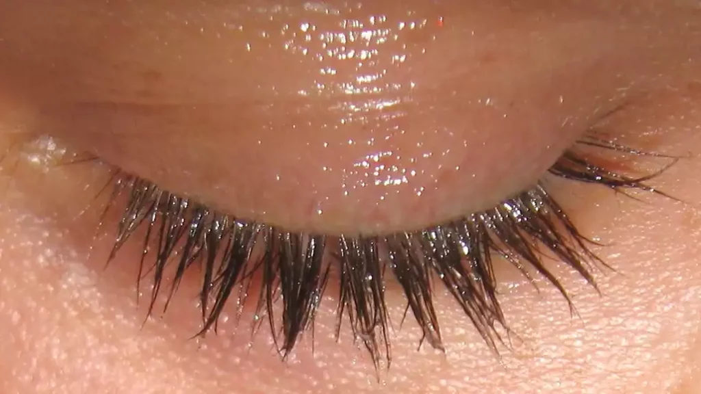 how to remove lash extensions with olive oil.